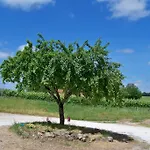 Holiday home Gite Le Figuier *